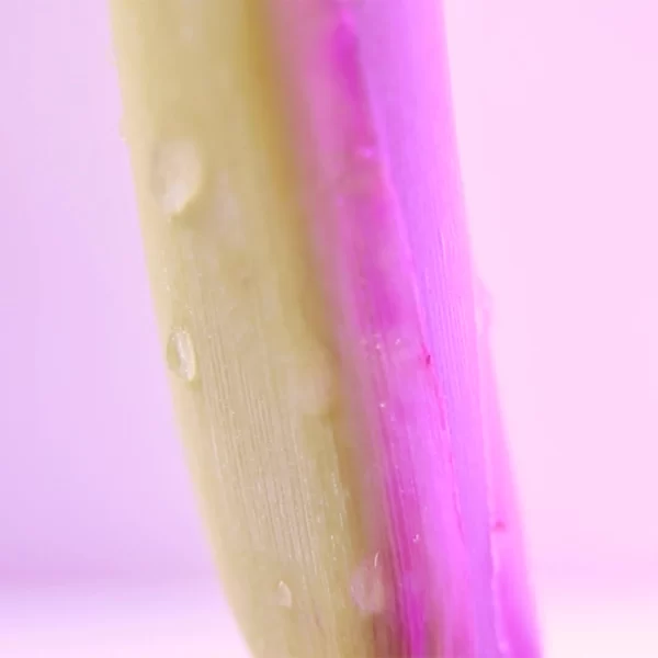 SAUSE SEIFENBRAUSE Schaumseife Lavendel Zitronengras Tabletten 3