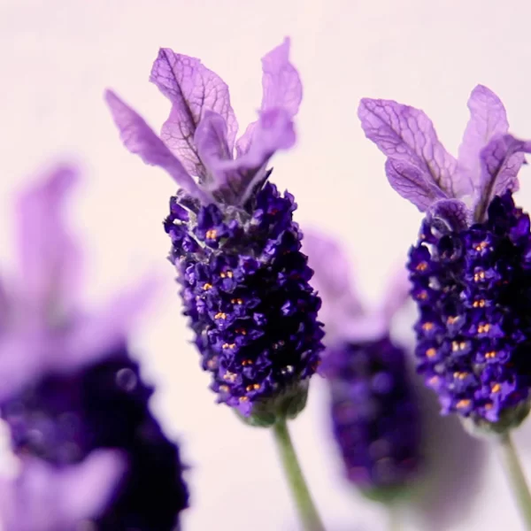 SAUSE SEIFENBRAUSE Schaumseife Lavendel Zitronengras Tabletten 6
